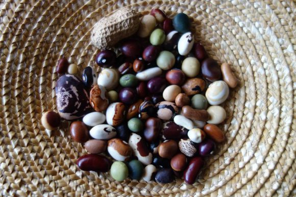 SEED SHARING　～たねとりから暮らしの自給をまなぶ～