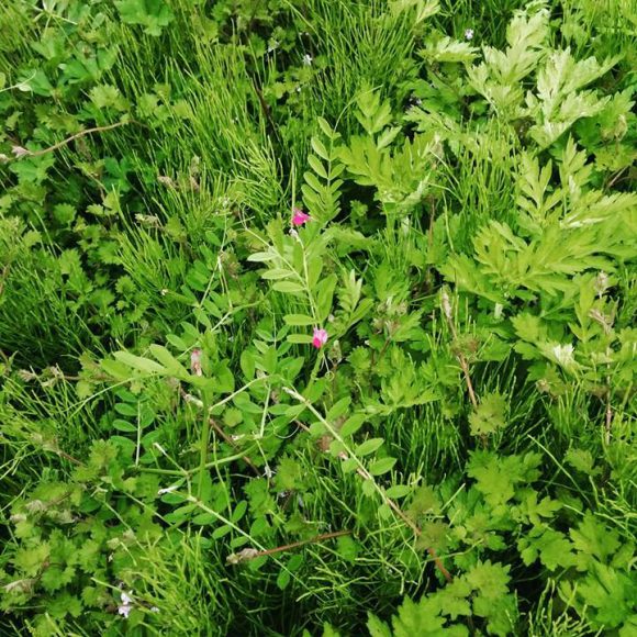 初夏の野草料理教室