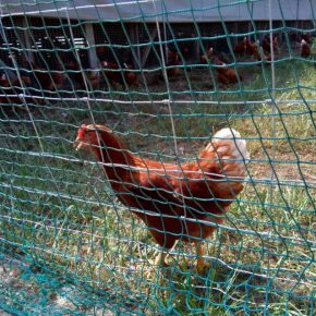 えびさか養鶏場さんの平飼いたまご