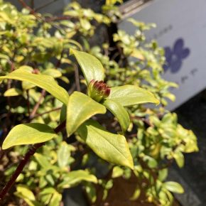 すみれやサポーター第4期募集